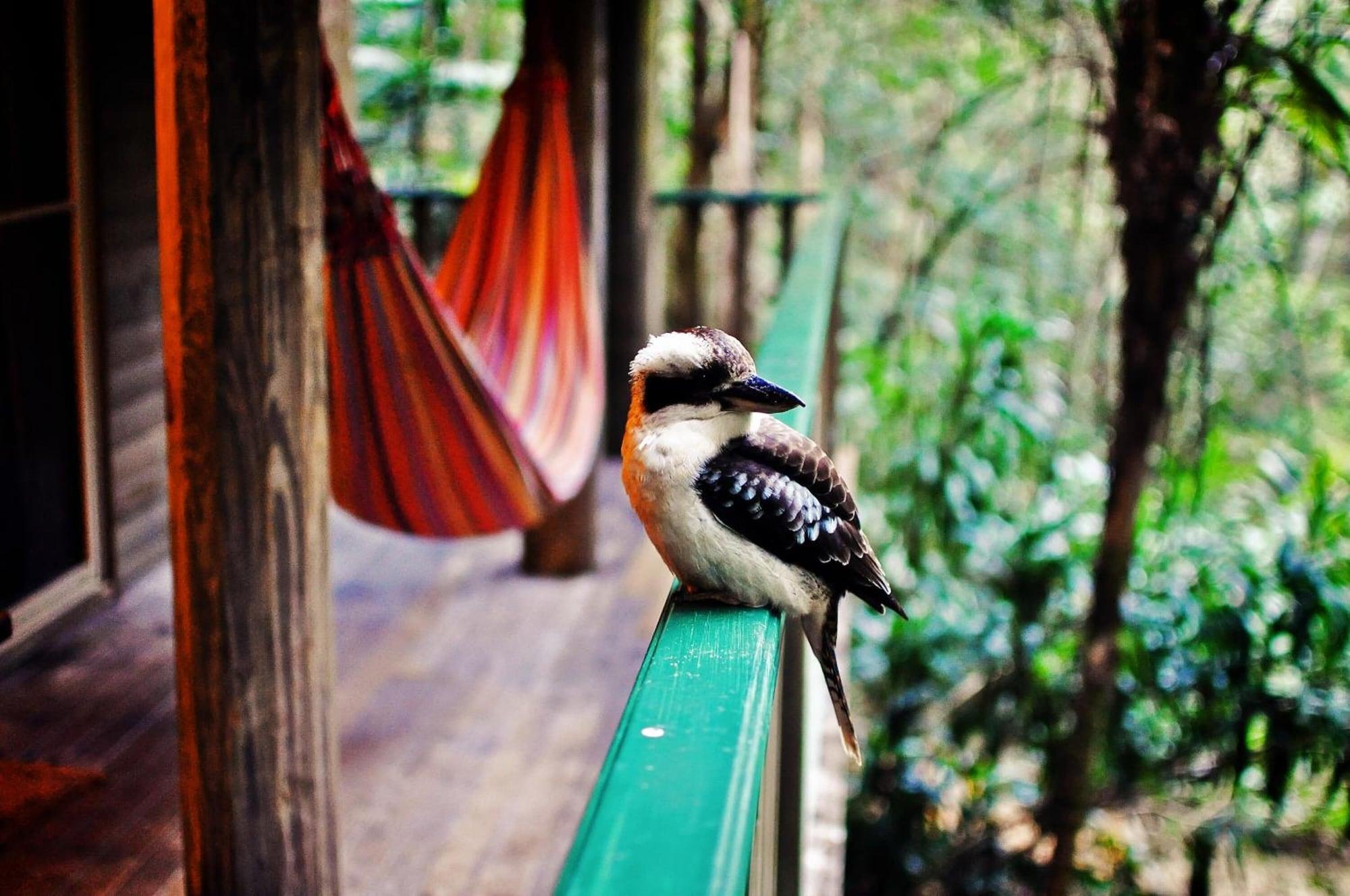Narrows Escape Rainforest Retreat Montville Dış mekan fotoğraf