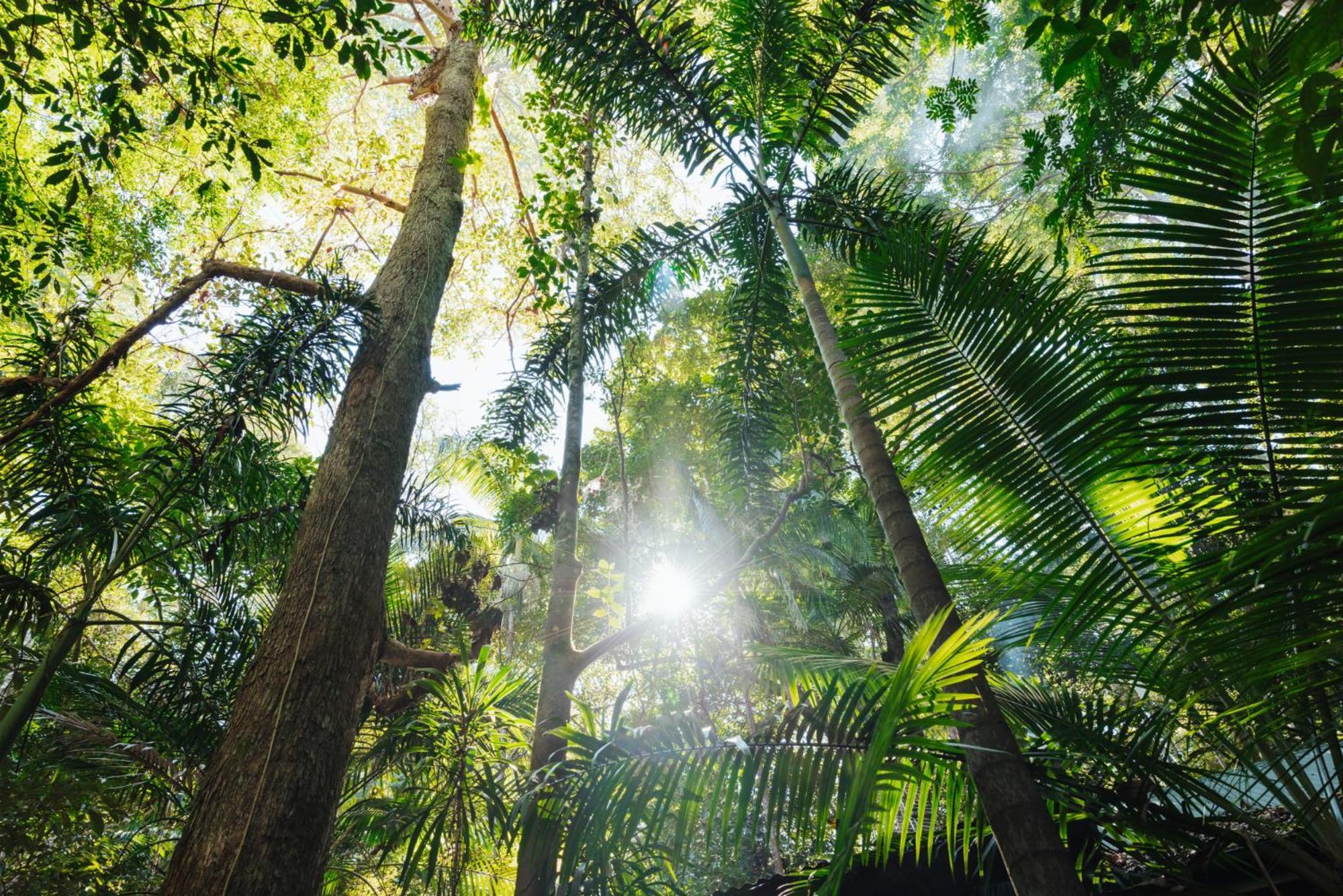 Narrows Escape Rainforest Retreat Montville Dış mekan fotoğraf
